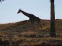 Giraffe at the Living Desert Palm Desert, CA