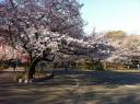 japan-cherry-blossom-photo-1-800x600.JPG