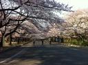 japan-cherry-blossom-photo-800x600.JPG